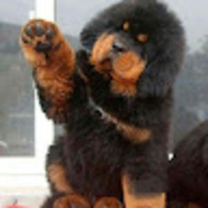 Meet your Posher, Mark